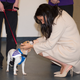 Illustration for article titled Meghan Markle Met Rescue Dogs While Kate Middleton Went to the Operaem/em